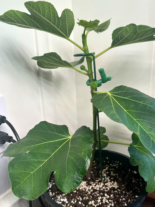 figs-584.jpg