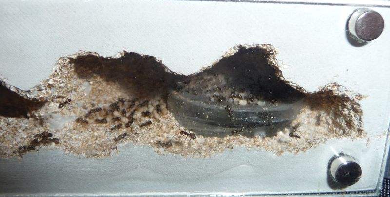 1804-Lasius1.jpg