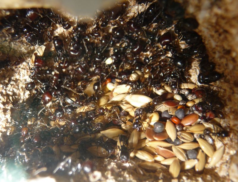 Messor-nest6.jpg