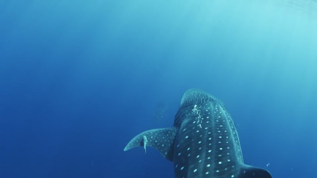 [Image: r9d4cav8iv7c.jpg]