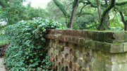 brick-wall-ivy.jpg