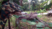 Terong-Perak-270313-(2)
