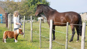 [Image: acer-the-dwarf-miniature-horse-a-1024x576.jpg]