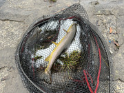 9356-C260-90-AD-4506-BB1-F-001-E20293-F5