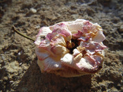 7.3.here lies Pinky and Rosy III