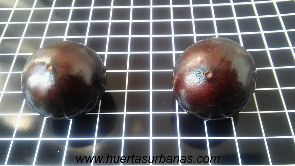 huertasurbanas_com_20181027_085223Jaboticaba_campo_ramon_-11