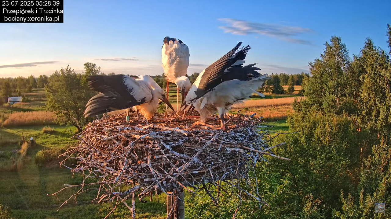 23072025bociany9