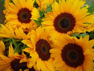 Sonnenblumen-im-Bund