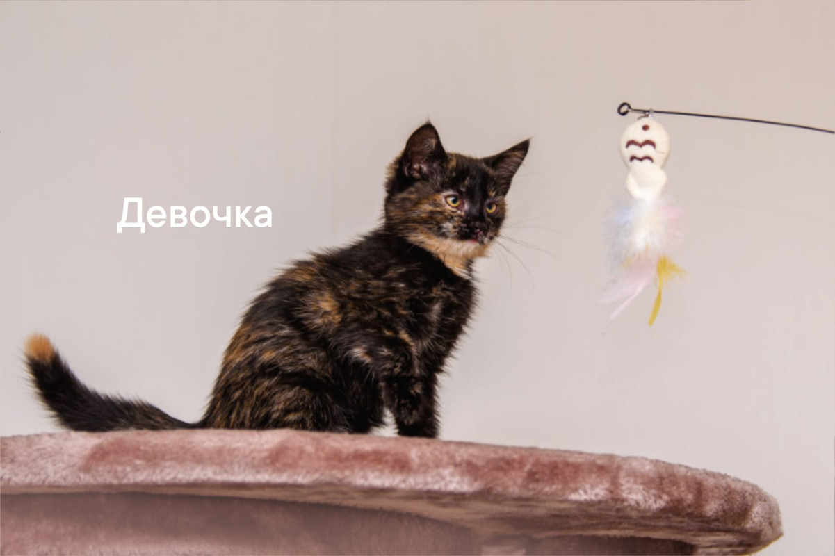 Изображение WhatsApp 2025-08-18 в 10.28.38_852168f4