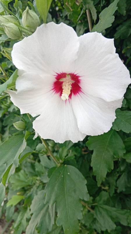 https://i.postimg.cc/ZY2SMLrx/740594261-10238170336174777-6620168655927377850-n.jpg