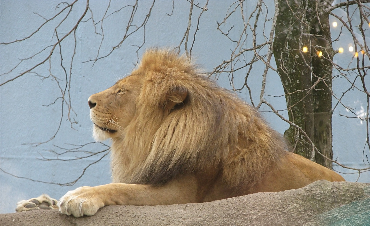 lion-stock-21-by-hotnstock-d4f7b8i.jpg