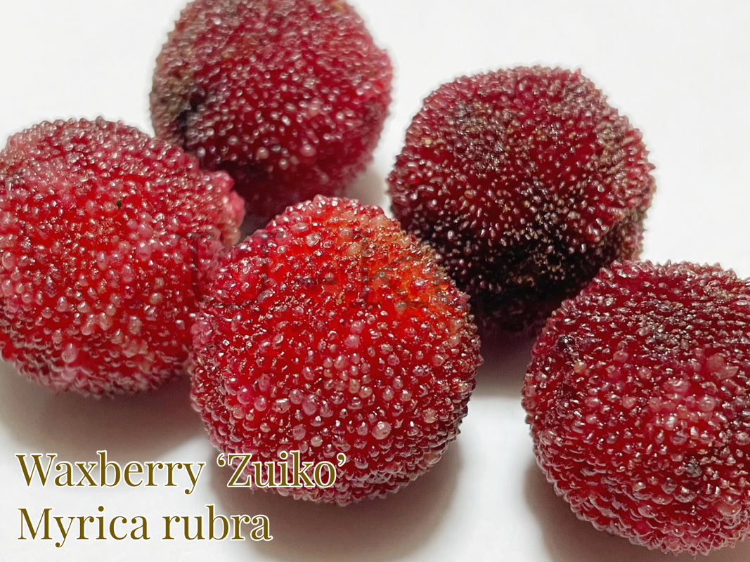 96DA4762-A1EE-4F1C-8598-021600B3EF12