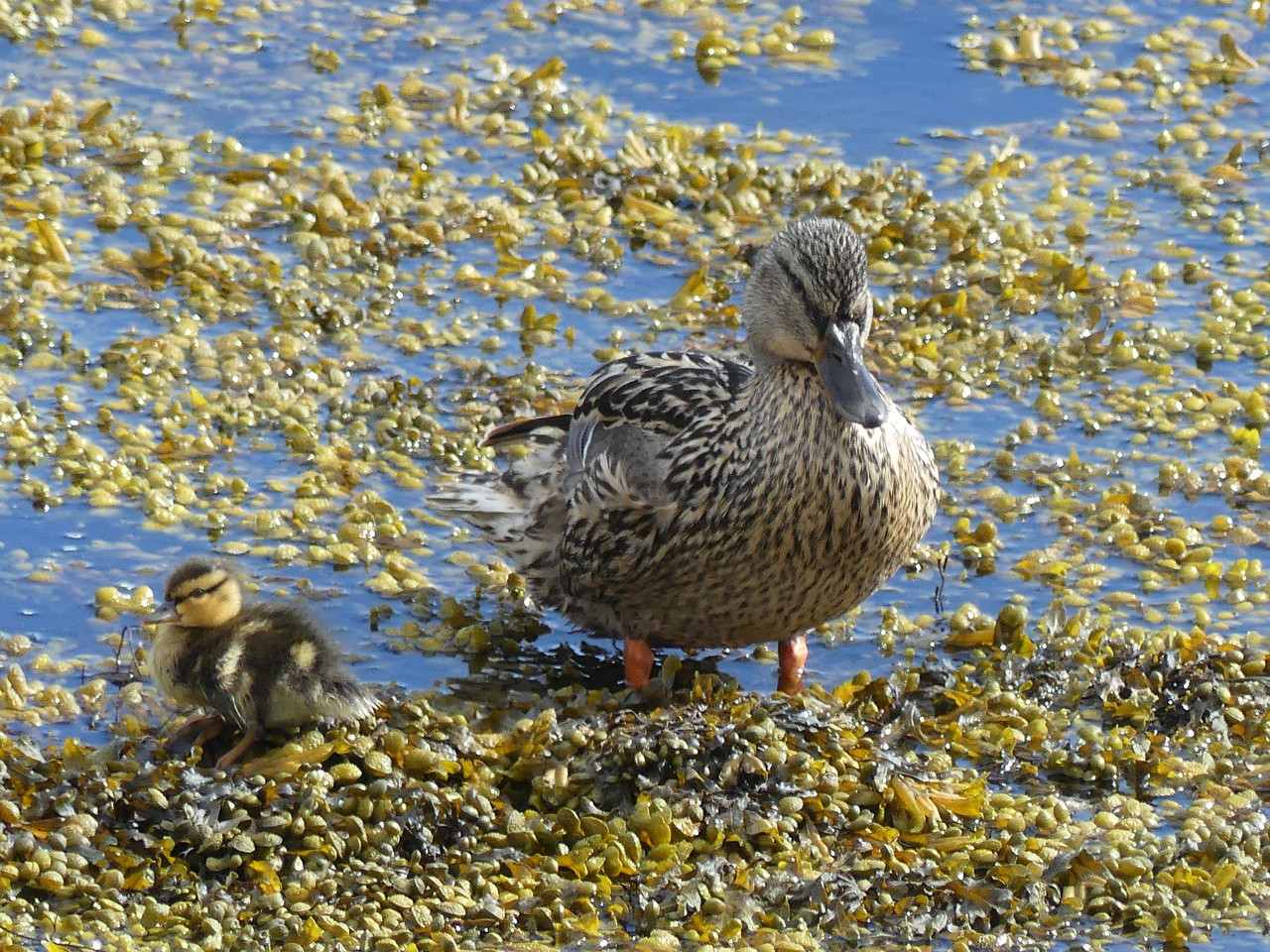 MALLARD 4