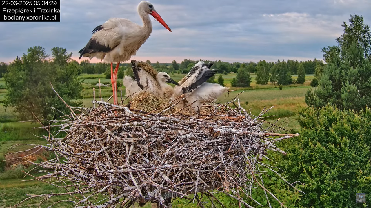 22062025bociany6