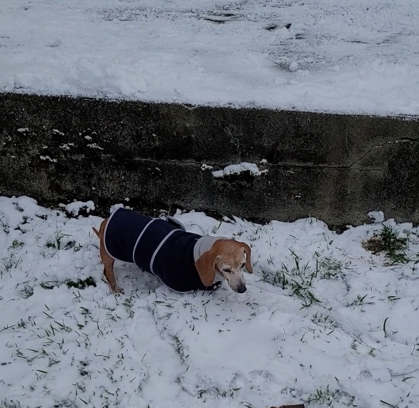 [Image: 3-A6652-B9-2-F3-C-45-A6-9825-4616-FA32334-E.jpg]