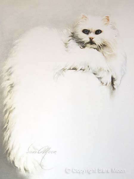 3-white-persian-600pxc