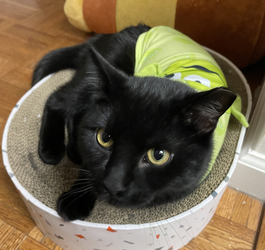 yiwan's cat 57
