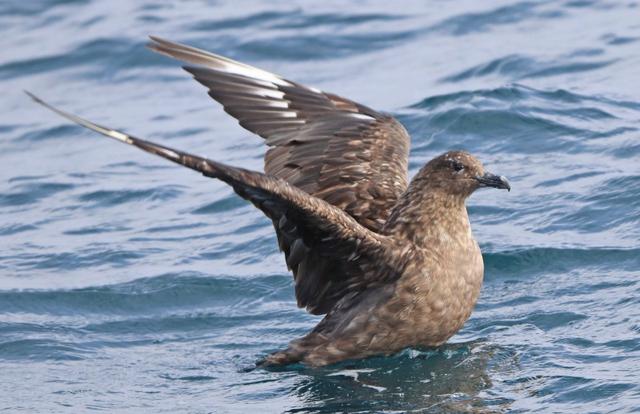 Alcaide Skua-2