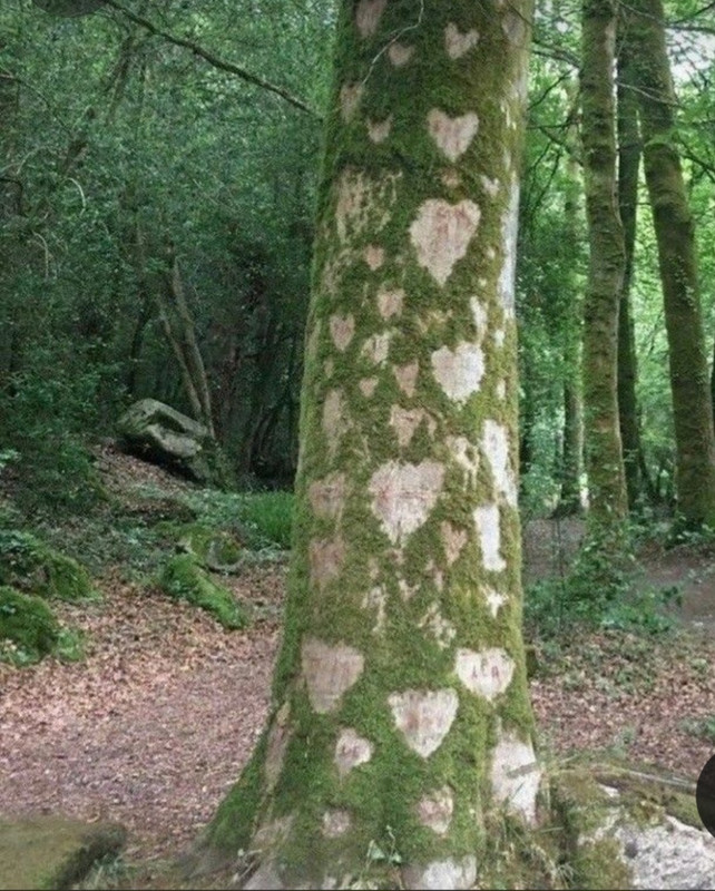 Screenshot_20240214_175104_Pinterest