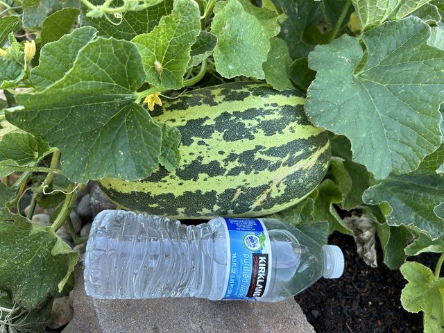 [Image: IMG-1283.jpg]