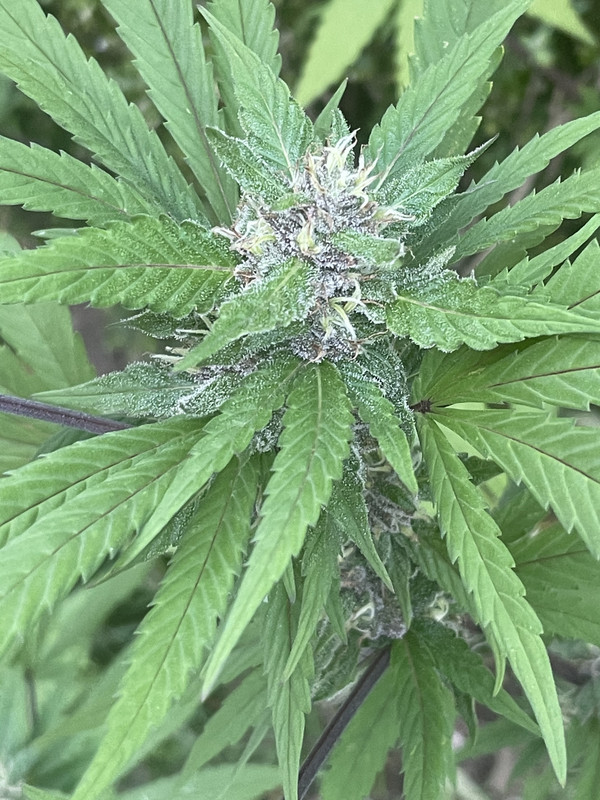 43631FC2-B18E-4158-87FA-C4B7571258A3