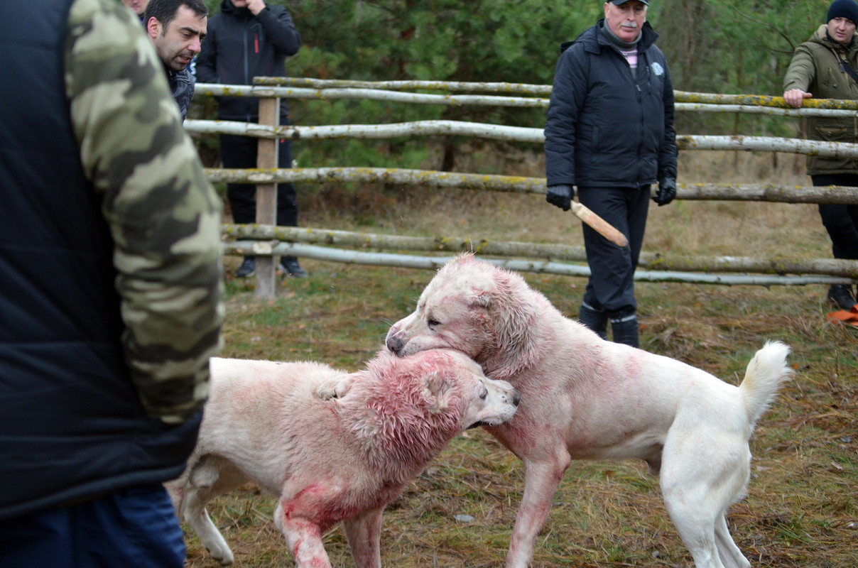 Самурыч-Уран 2  (6)