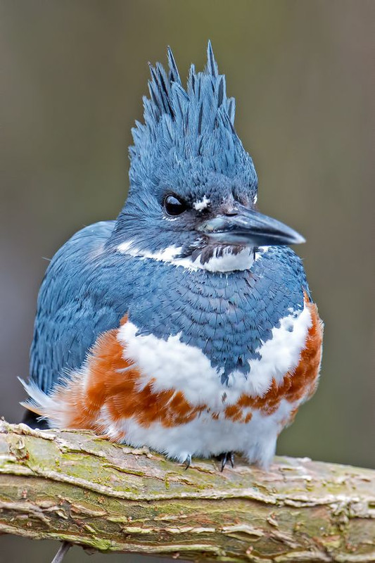 Bluebird5.jpg