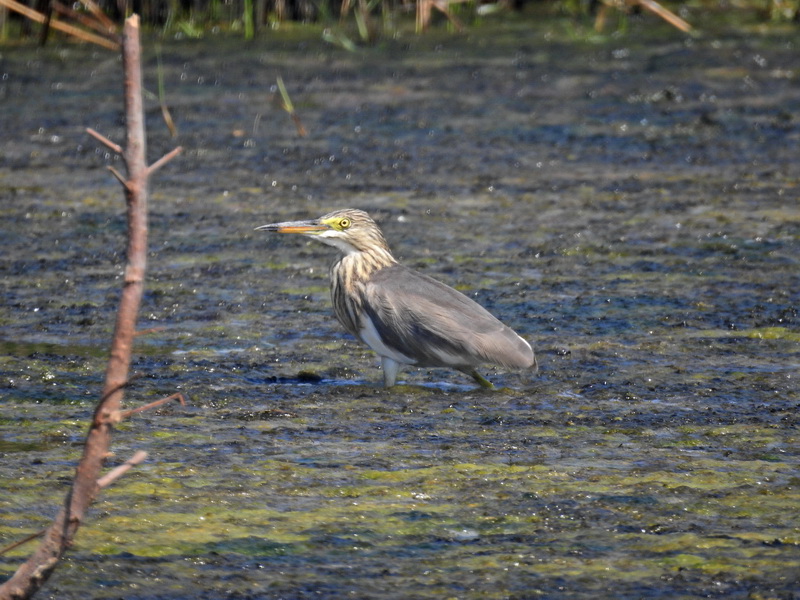 Малайская желтая цапля