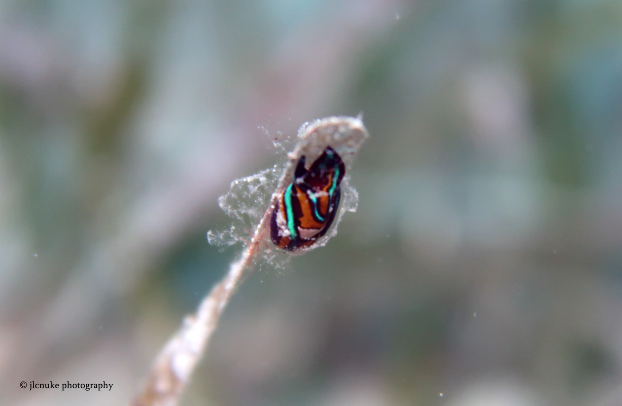 Leech Headshield Slug on leaf Bahamas 11-2020