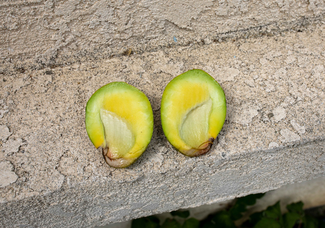 8U1A3004  Sweet Tart Mango Split Fruit - Cut Open, No Seed (8-14-2021)