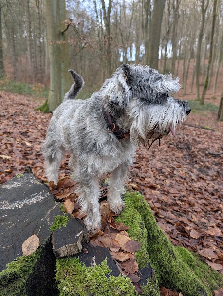 Dog
