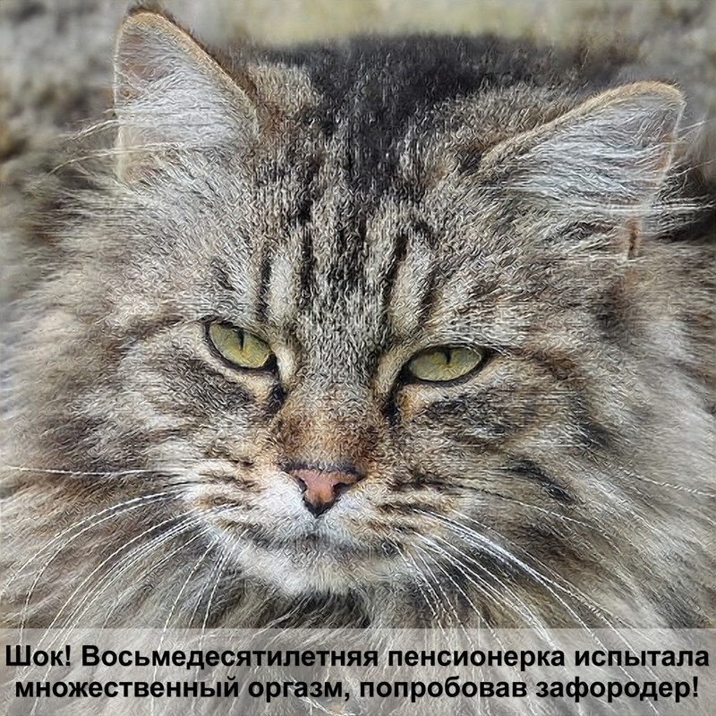 кошка сфинкс черепаховый окрас