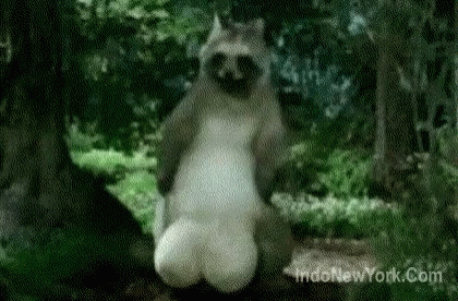 tanuki-ous.gif