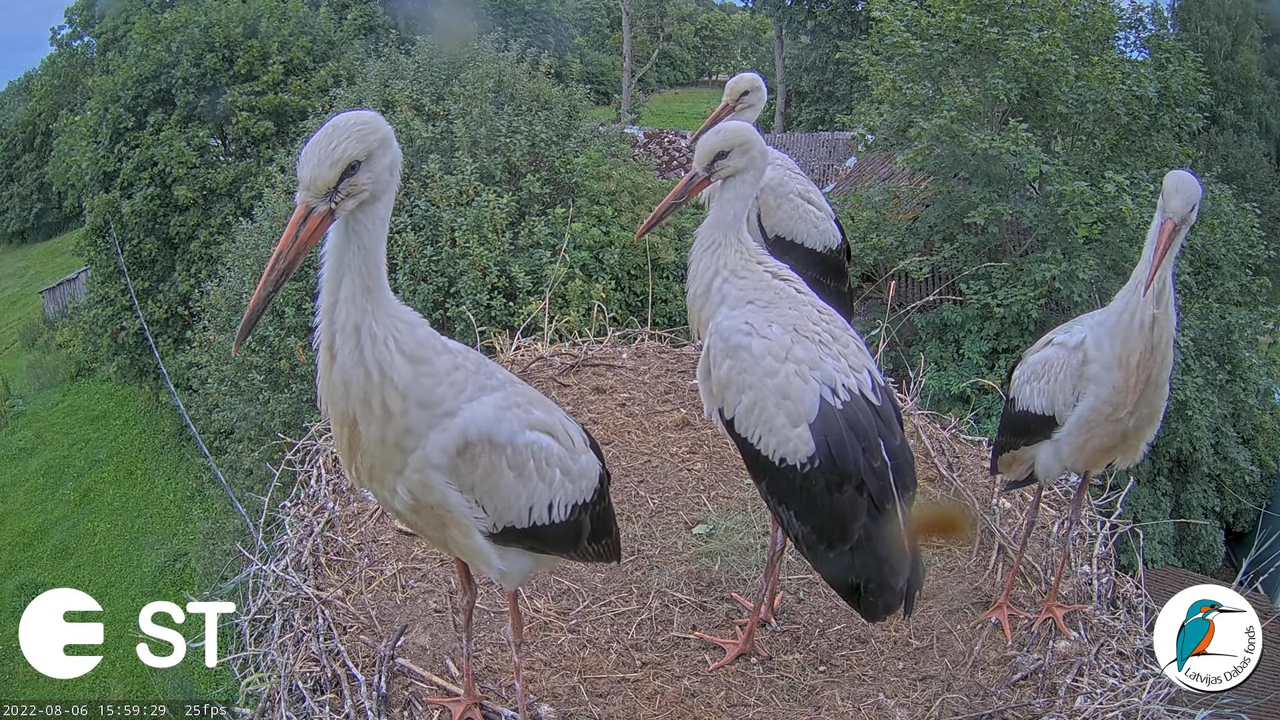 Baltie stārķi (Ciconia ciconia) Tukuma novadā - LDF tiešraide __ White storks in Tukums, Latvia 17-5