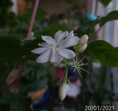 [Image: IMG-20210120-105103.jpg]