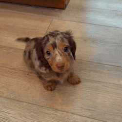 puppyc8f93660623fc8290270e9744246f90e.gif