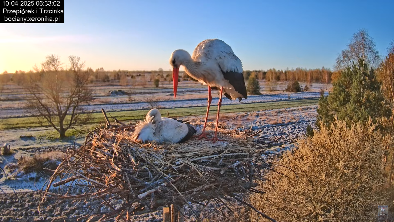 10042025bociany (7)