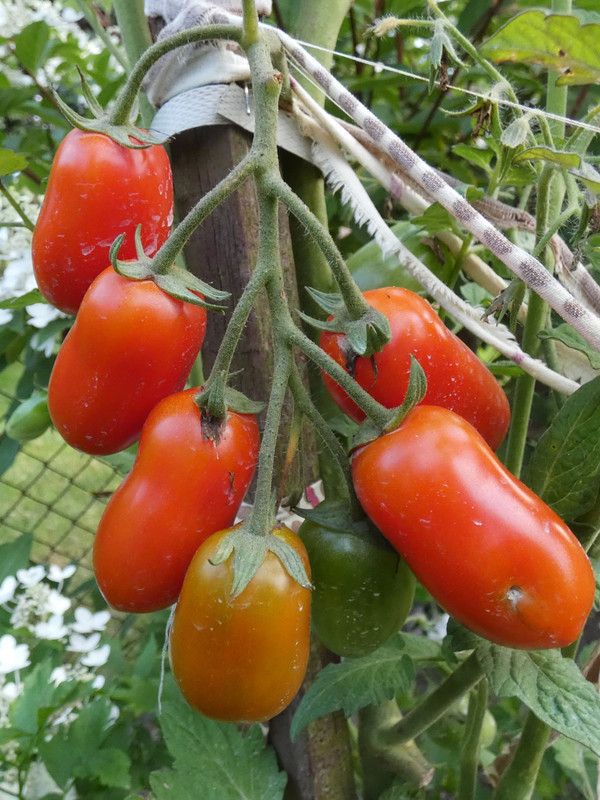 IMG_20240720_175331 (2)