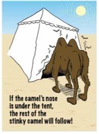 Camel-s-nose.jpg