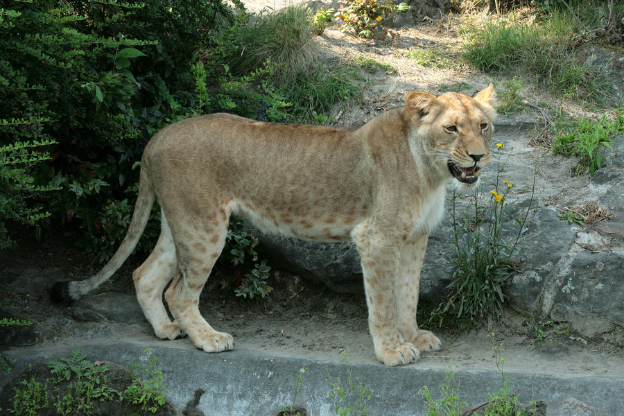 lioness.jpg