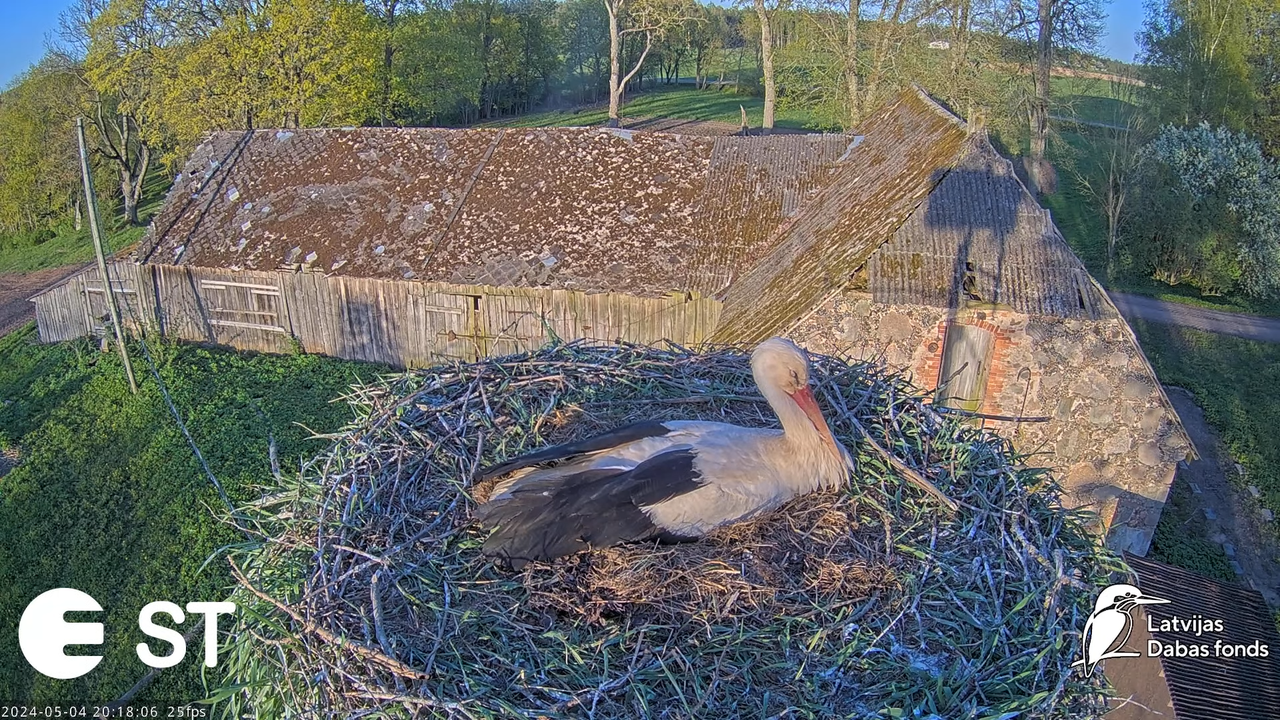 Baltie stārķi (Ciconia ciconia) Tukuma novadā - LDF tiešraide __ White storks in Tukums, Latvia 9-55