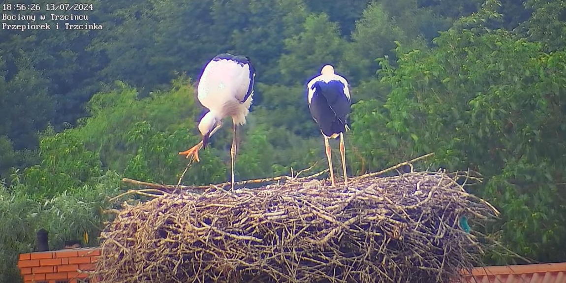 wielkastopamisiezaplatala