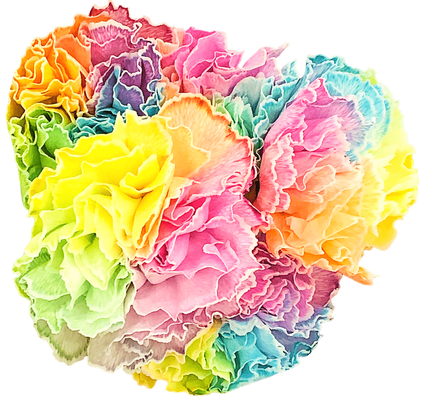 Rainbow Carnations 1