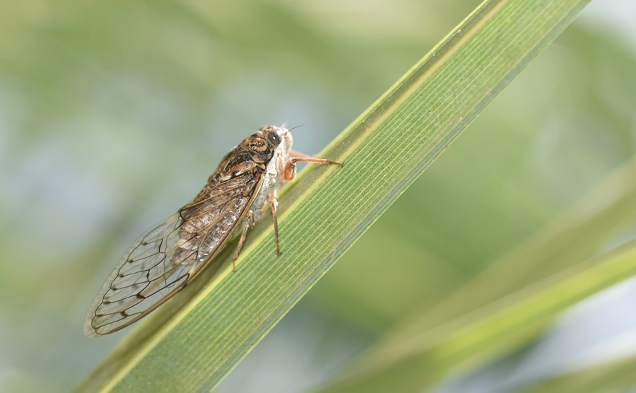 Miliardi di cicale emergeranno negli Stati Uniti dopo aver trascorso 17 anni sottoterra