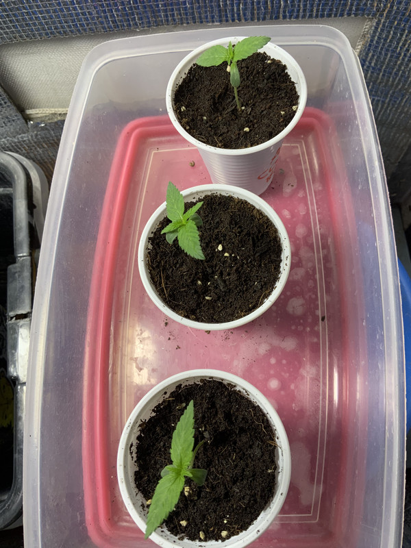 D84C4E8E-D1BD-4142-B325-082076EA59FD