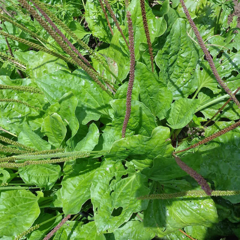 Broadleaf plantain