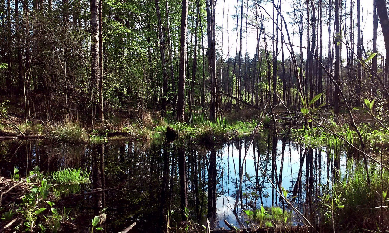 [Obrazek: Prypjats-mpfe-bei-Ljaskowitschi-Belarus-...-YES-1.jpg]