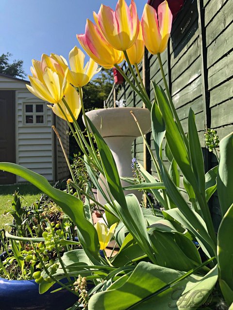 Garden-tulips-HD.jpg