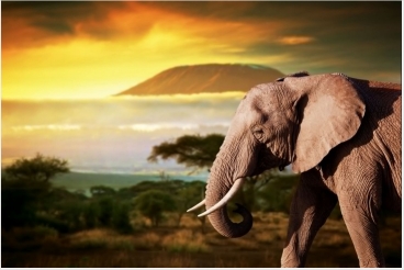 Elephant-Animals-wallpaper-8000x5334-996