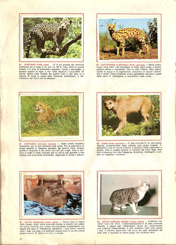 Animali-di-Tutto-il-Mondo-1965-Panini-18